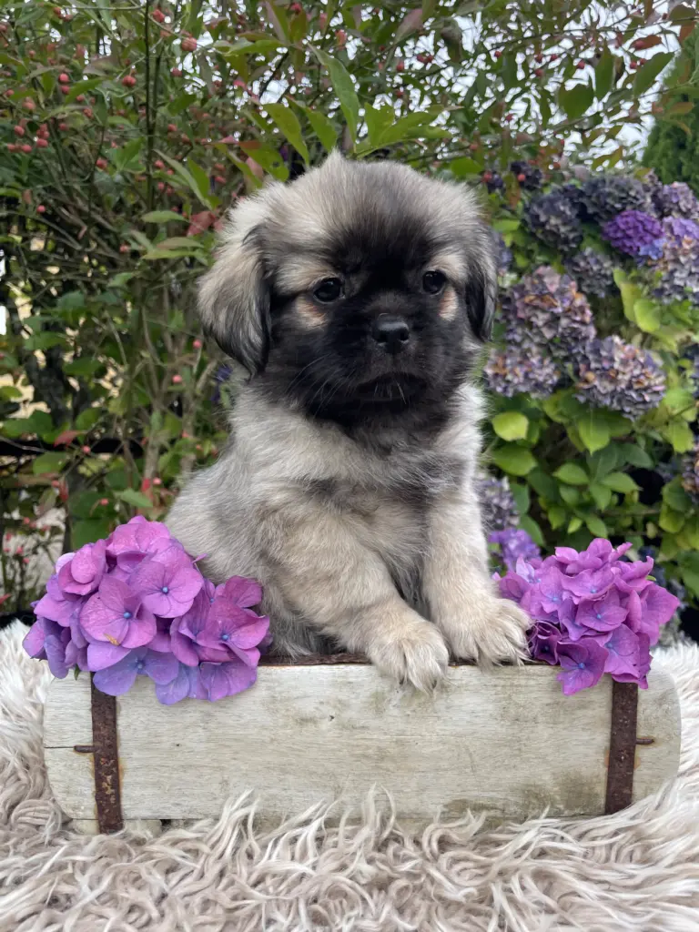 Aiko Profilbillede