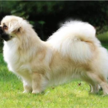 A-kuld han-hund