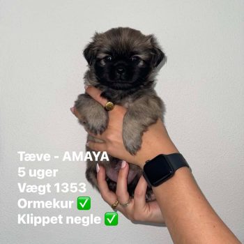 Amaya test